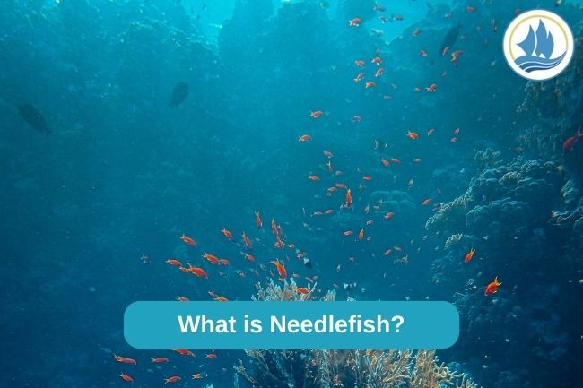 What is Needlefish?